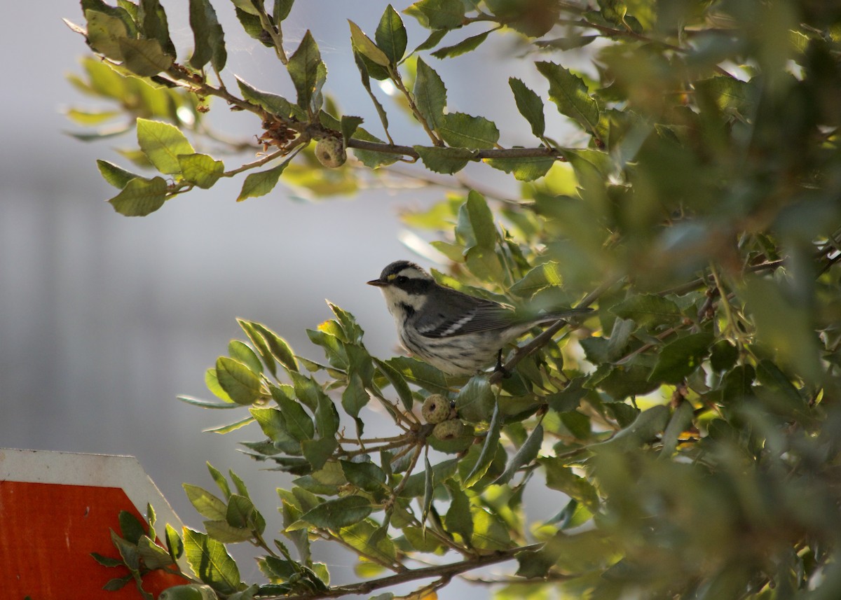 Black-throated Gray Warbler - ML373757491