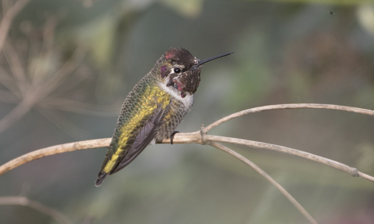 Anna's Hummingbird - Brian Sullivan