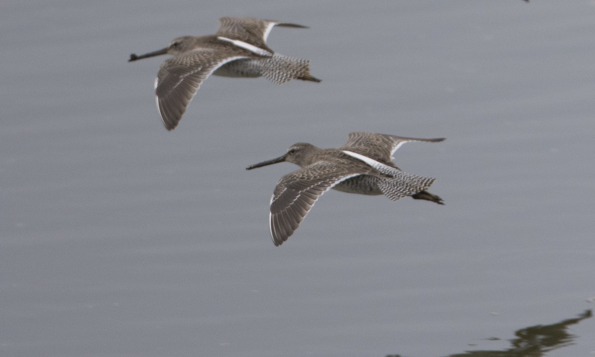 Long-billed Dowitcher - ML37375791