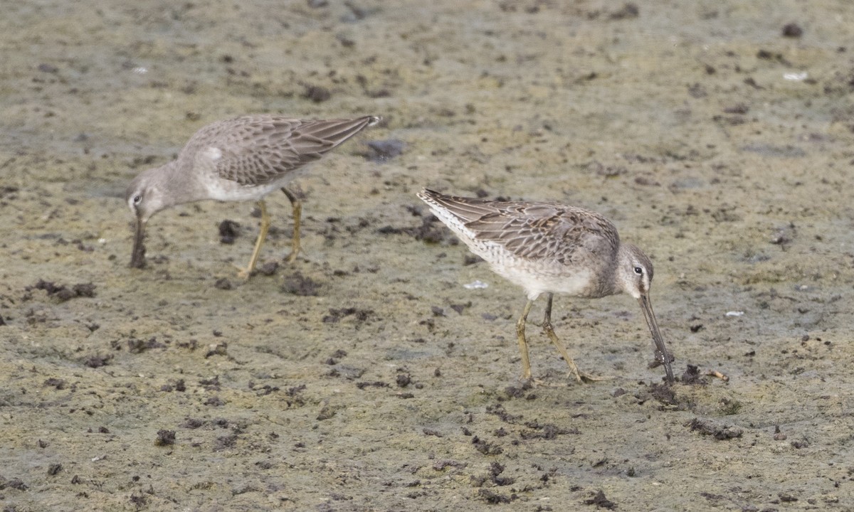 Long-billed Dowitcher - ML37375801