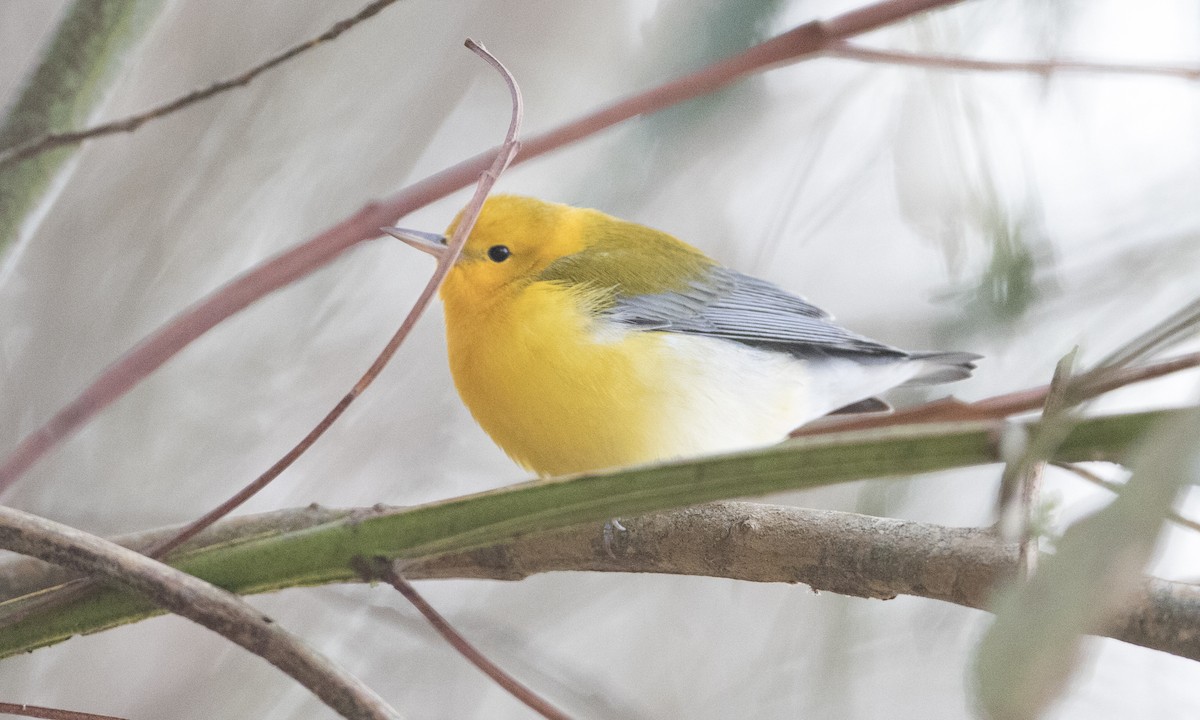 Prothonotary Warbler - ML37375891