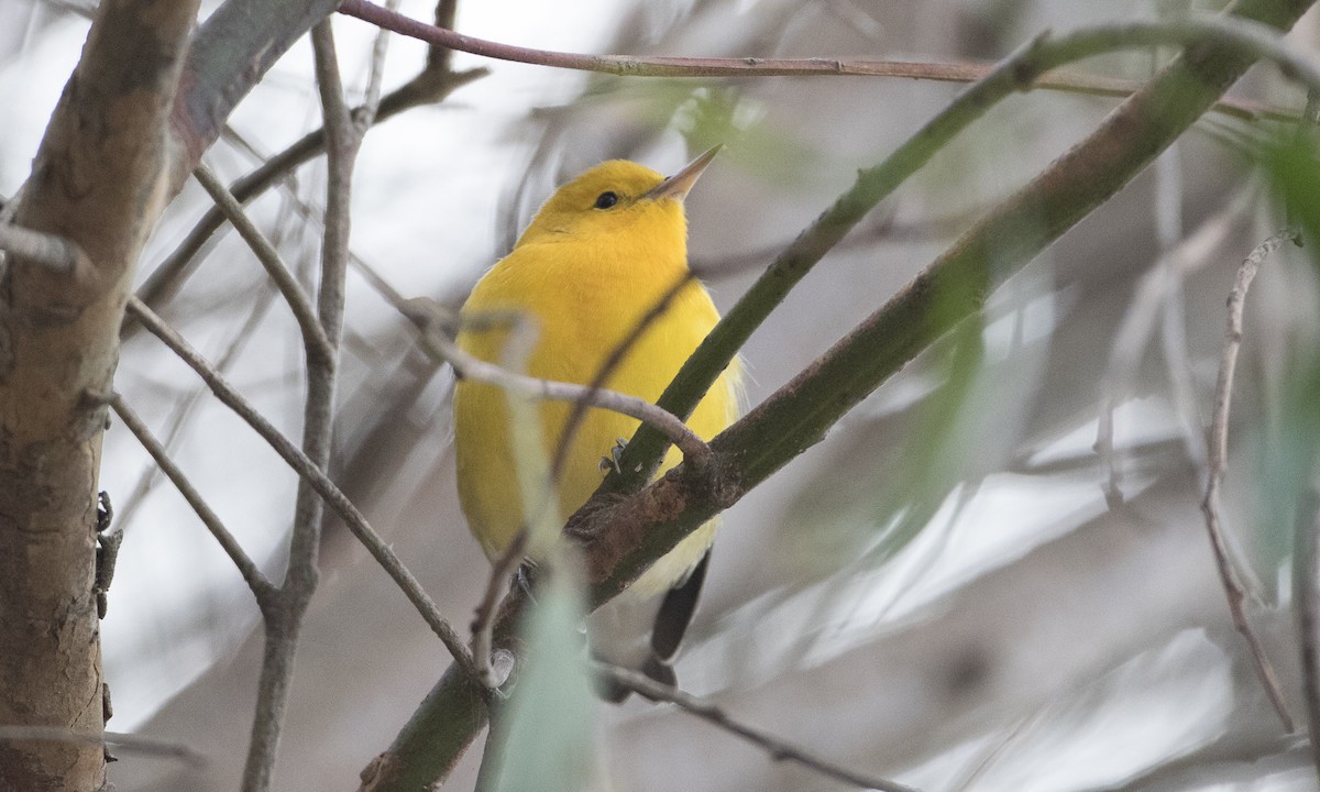 Prothonotary Warbler - ML37375901