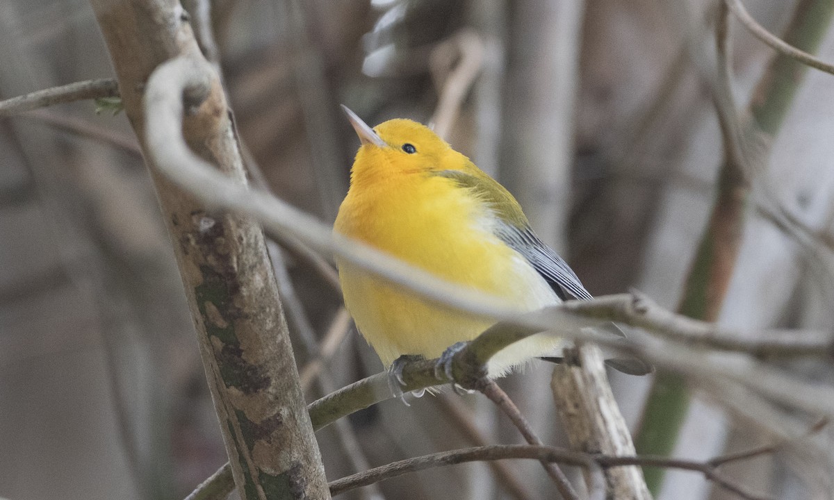 Prothonotary Warbler - ML37375921
