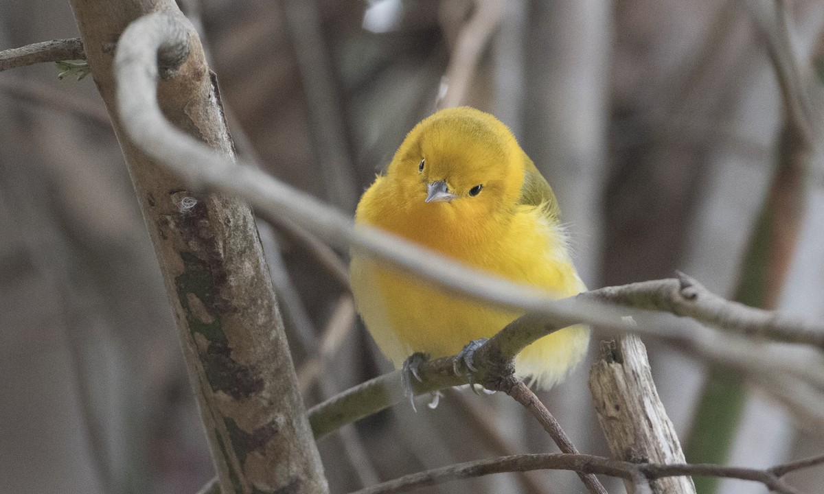 Prothonotary Warbler - ML37375931
