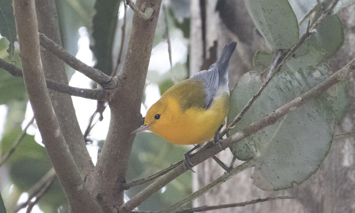 Prothonotary Warbler - ML37375941