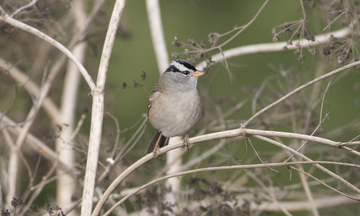 White-crowned Sparrow - ML37376031