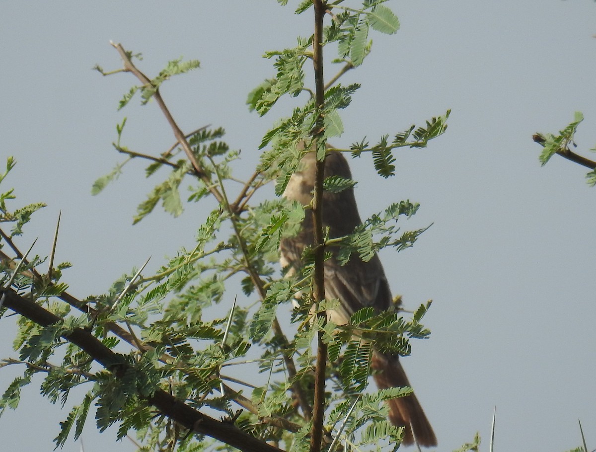 Red-tailed Shrike - Akash Gulalia