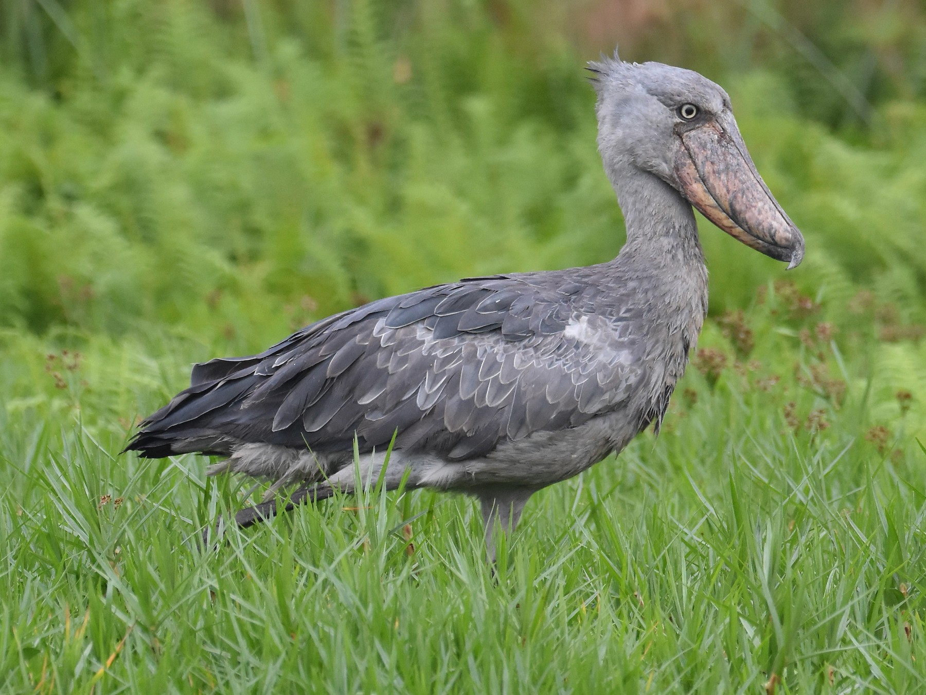 SHOEBILL ハシビロコウ 新品 未使用 - おもちゃ