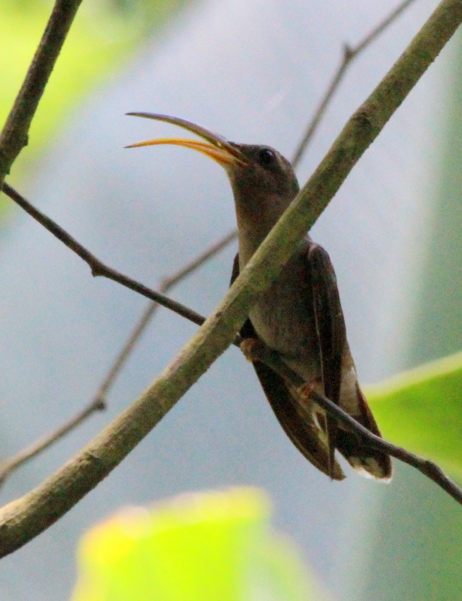 Rufous-breasted Hermit - ML373762041