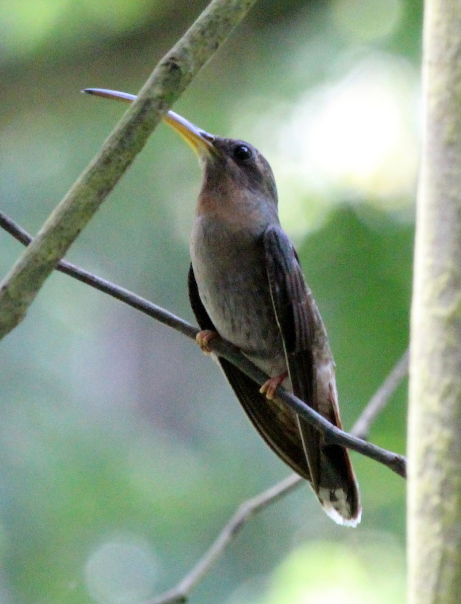 Rufous-breasted Hermit - ML373762051