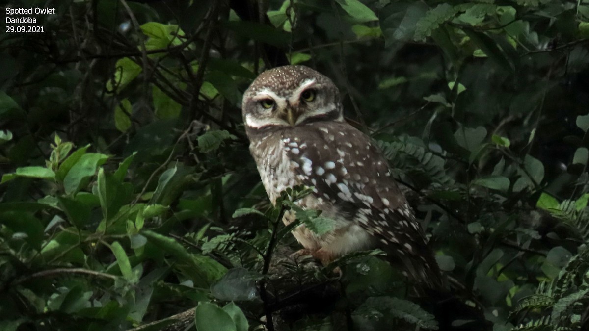 Spotted Owlet - Vijay Savadi