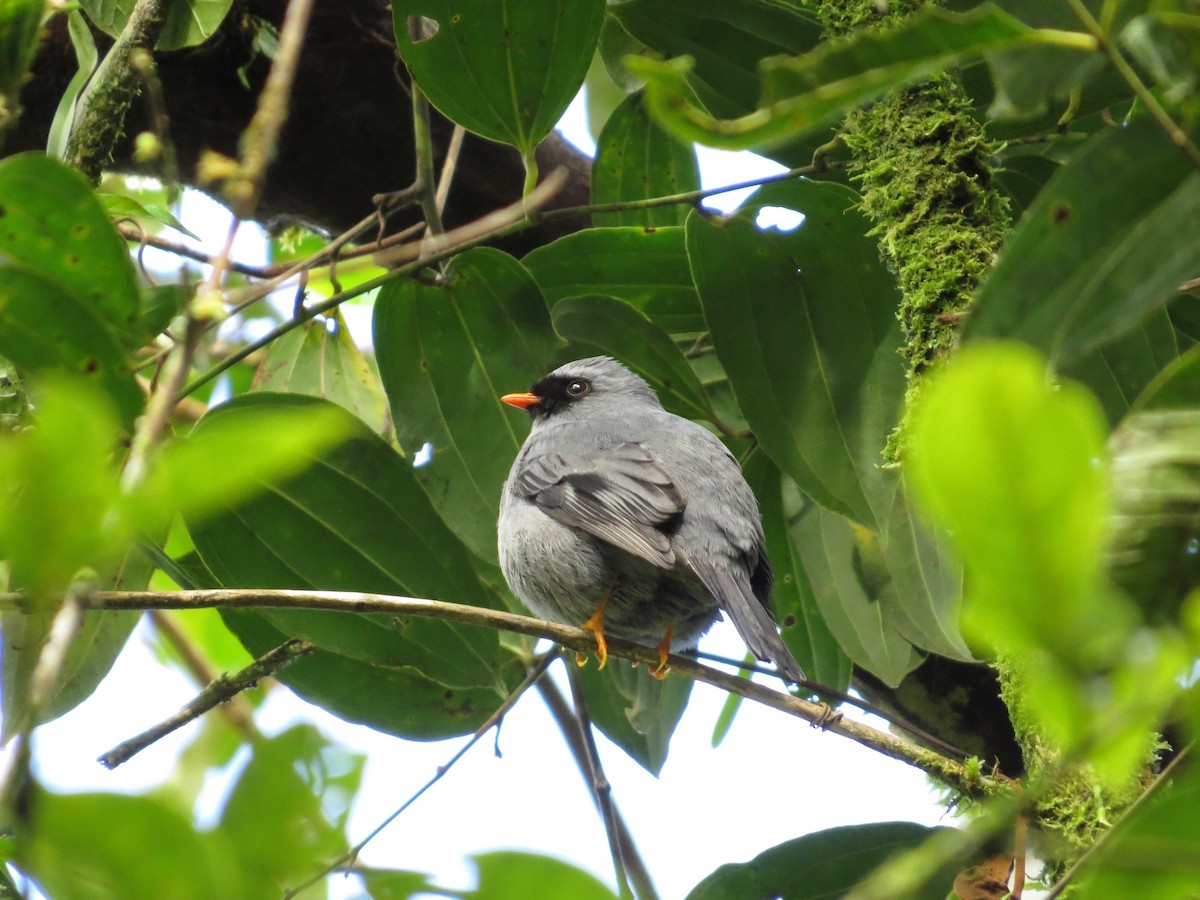 Black-faced Solitaire - ML37377331