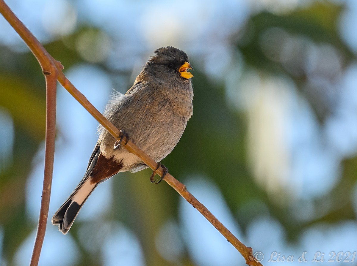 ML373787611 - Band-tailed Seedeater - Macaulay Library