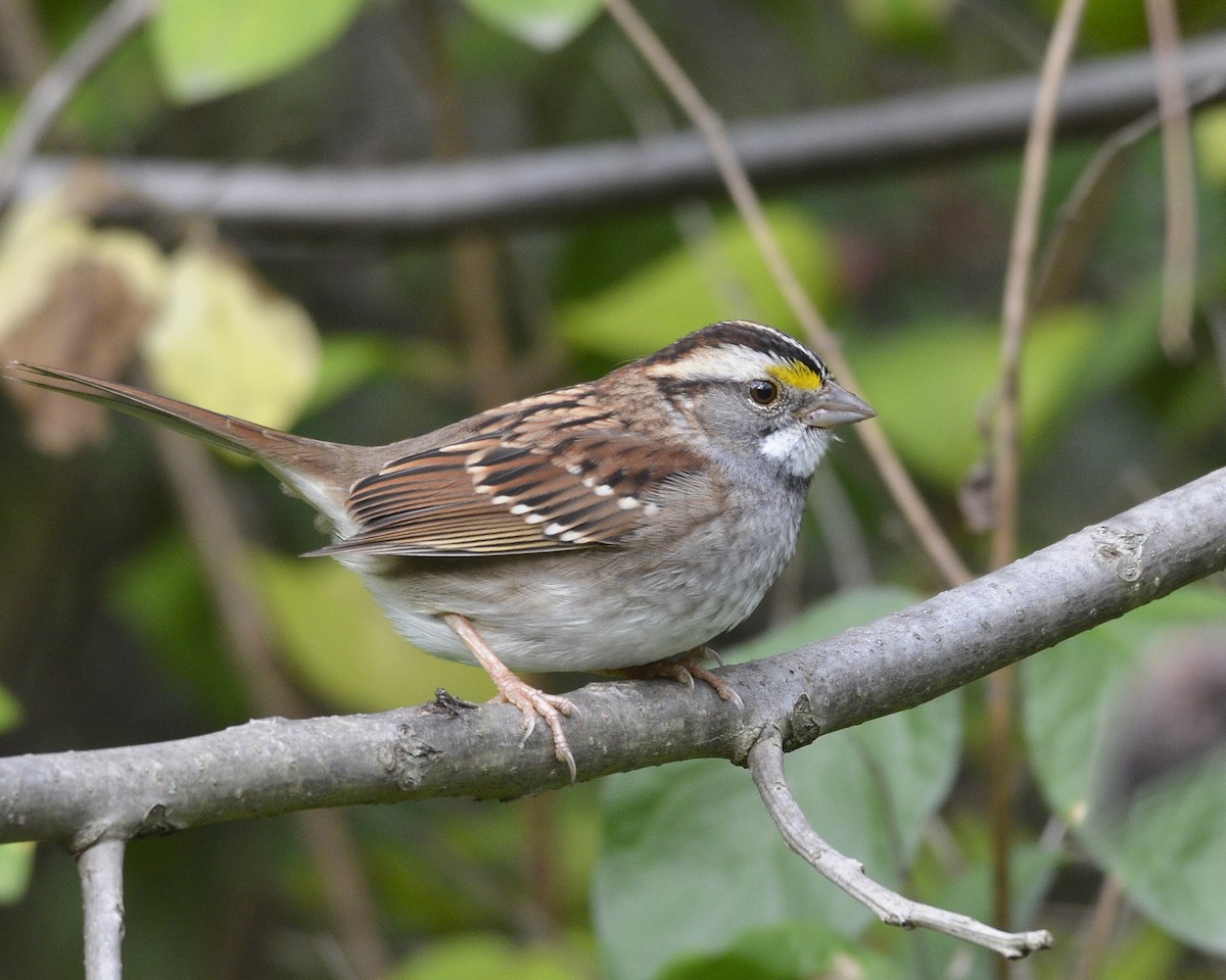White-throated Sparrow - ML373789961