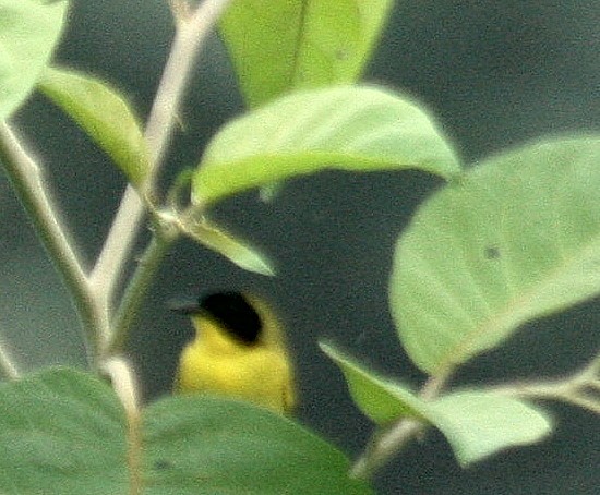Olive-crowned Yellowthroat - ML37379401
