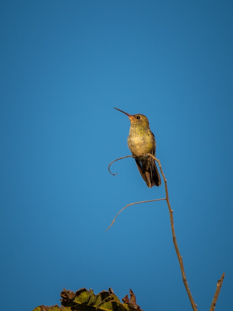 Gilded Hummingbird - ML373795091