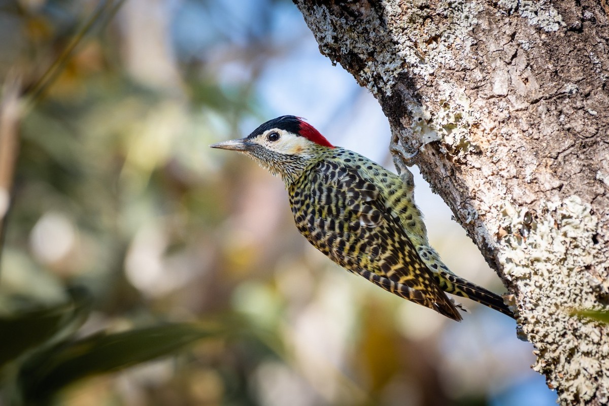 Green-barred Woodpecker - ML373795401