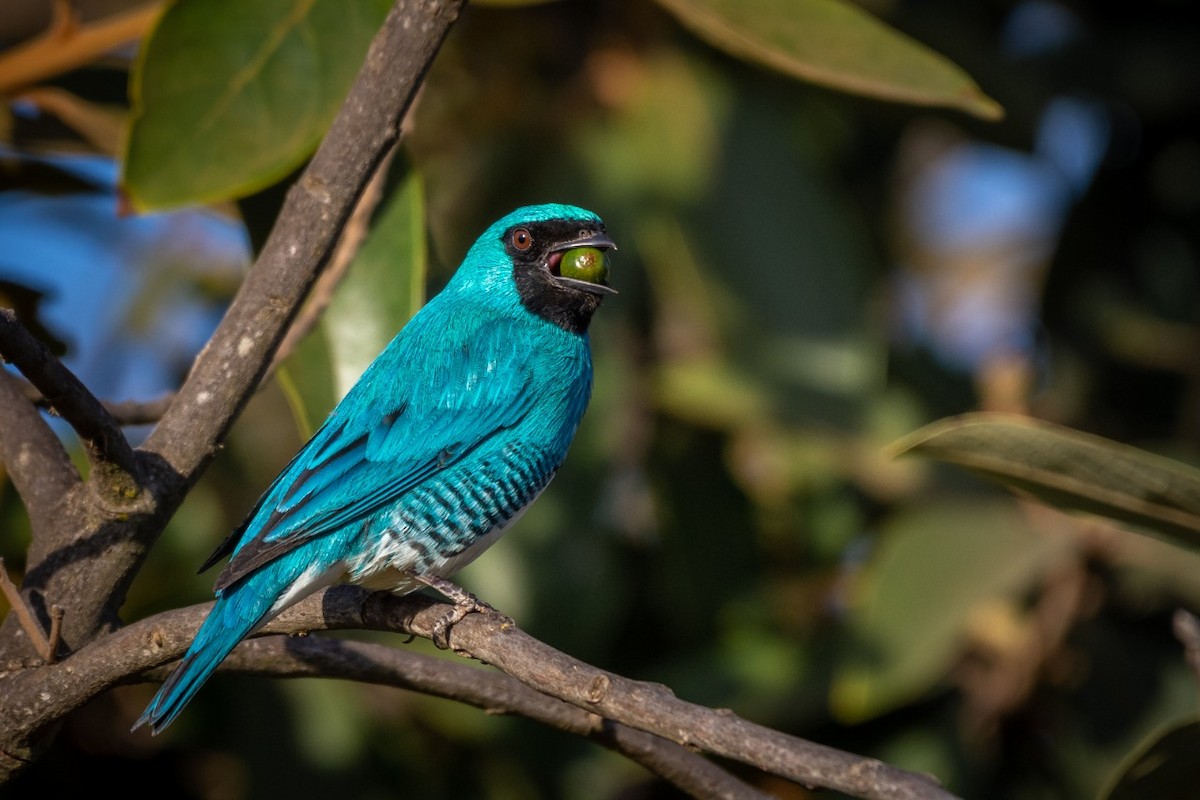 Swallow Tanager - ML373796111