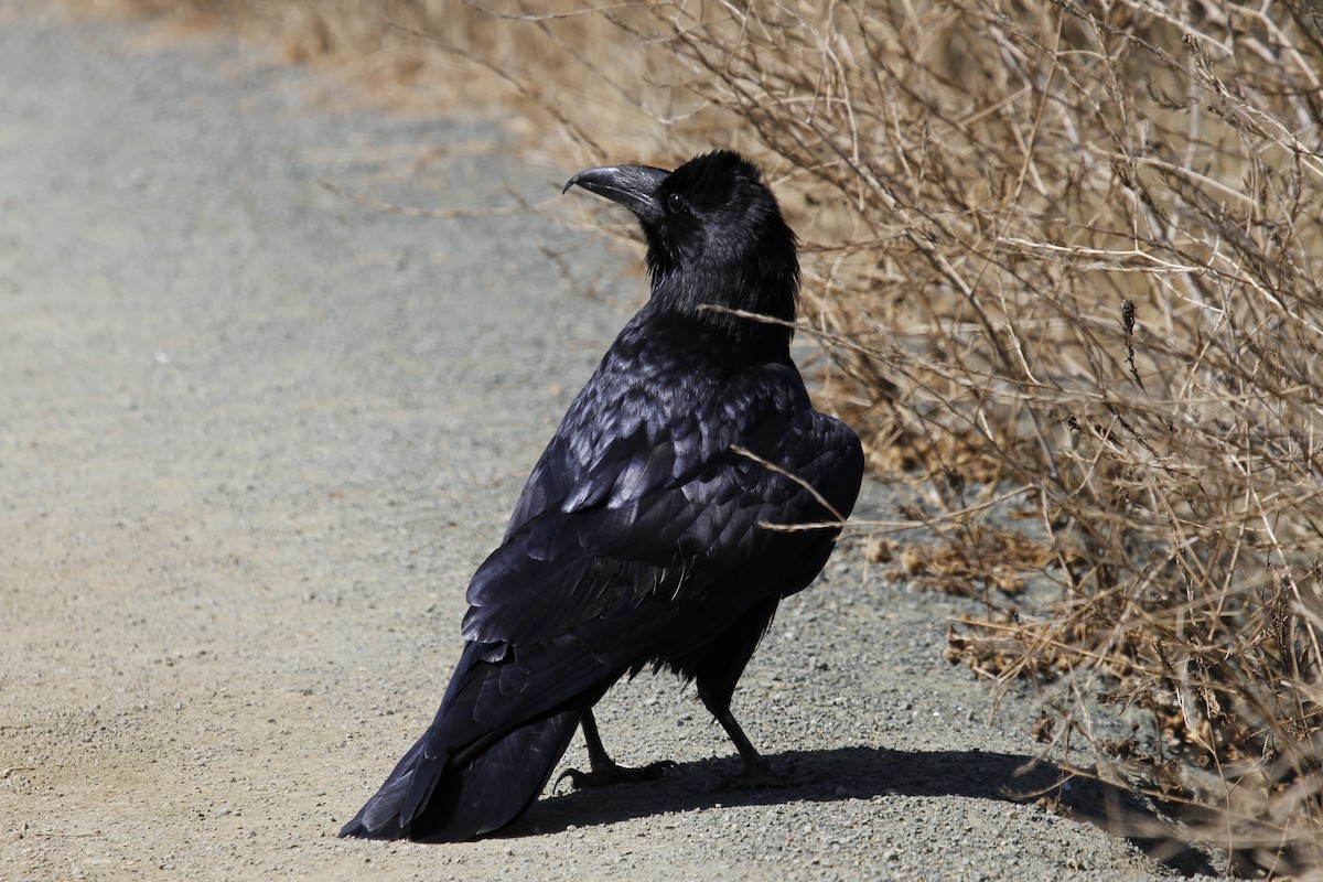 Common Raven - Greg Cook