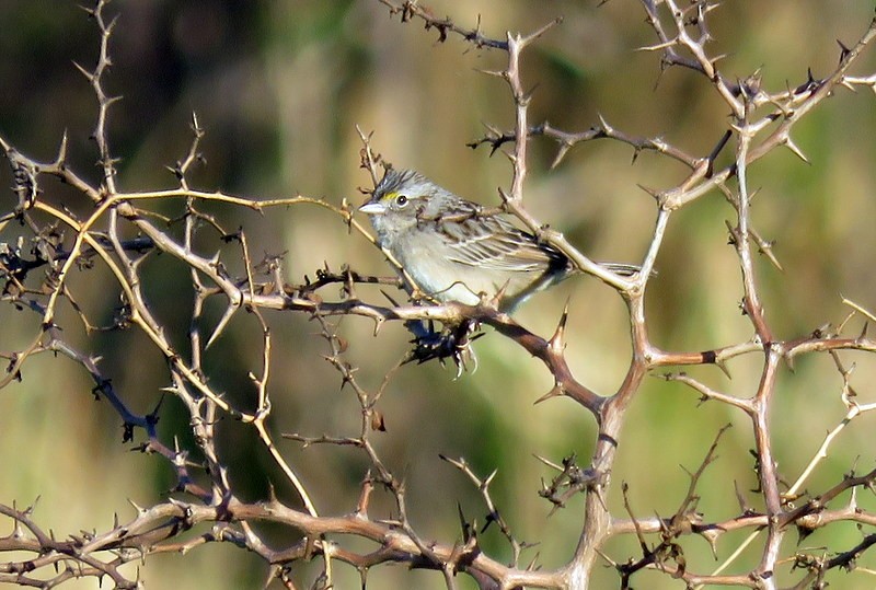 Grassland Sparrow - Juan Muñoz de Toro
