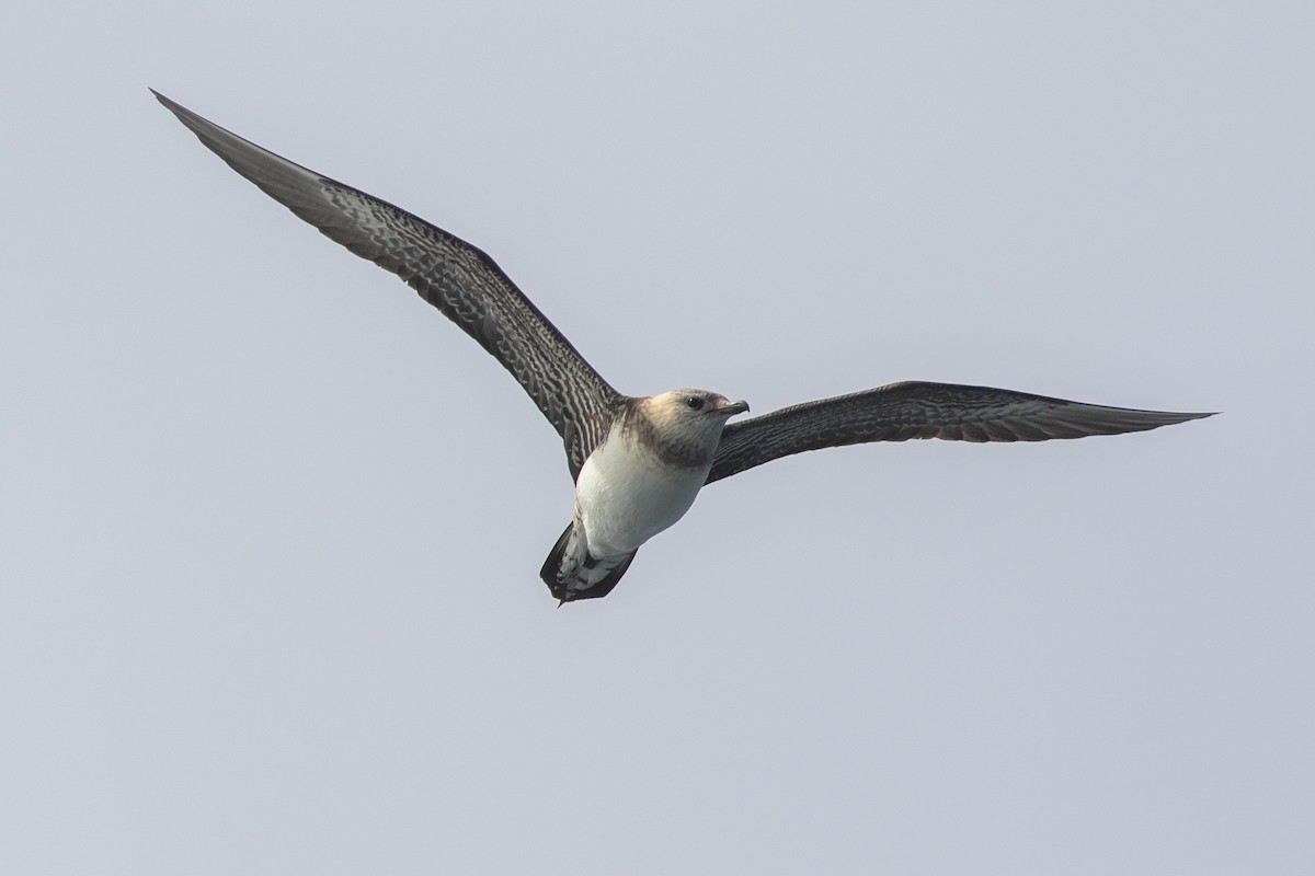 Long-tailed Jaeger - ML373803951