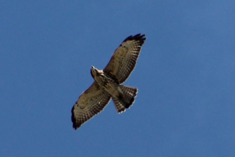 Broad-winged Hawk - Rocío Reybal 🐦