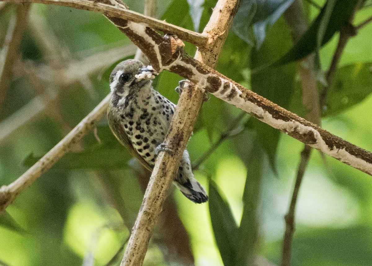 Speckled Piculet - ML373808981