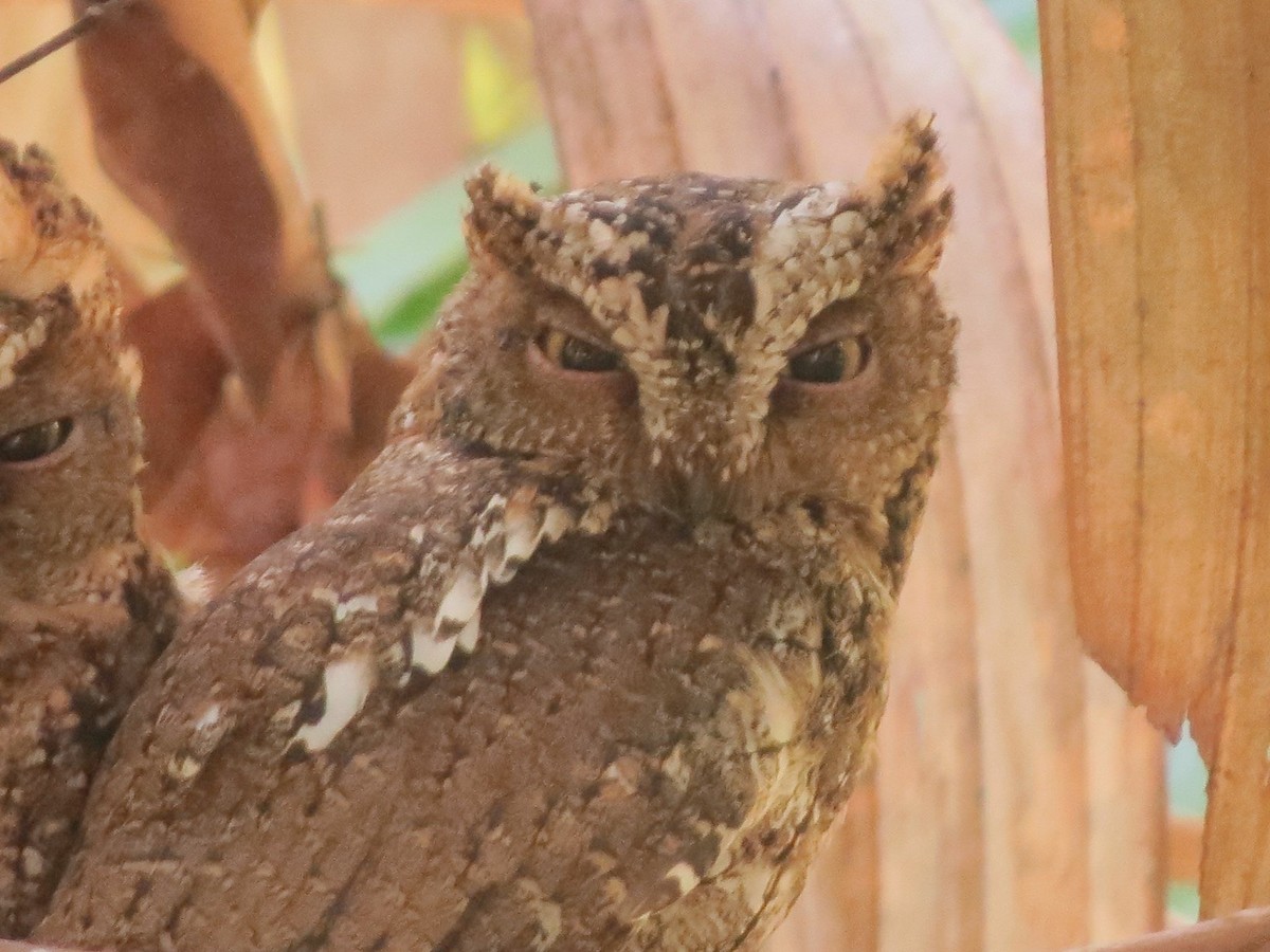 Sulawesi Scops-Owl - ML37380991