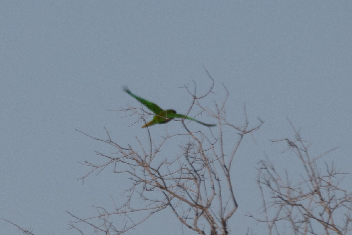 Maroon-bellied Parakeet (Green-tailed) - ML373810271