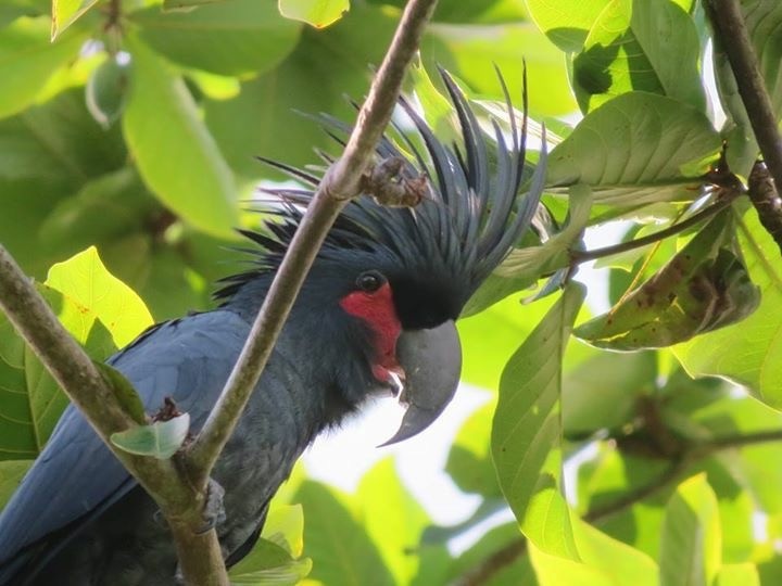 Palm Cockatoo - Mark Welford