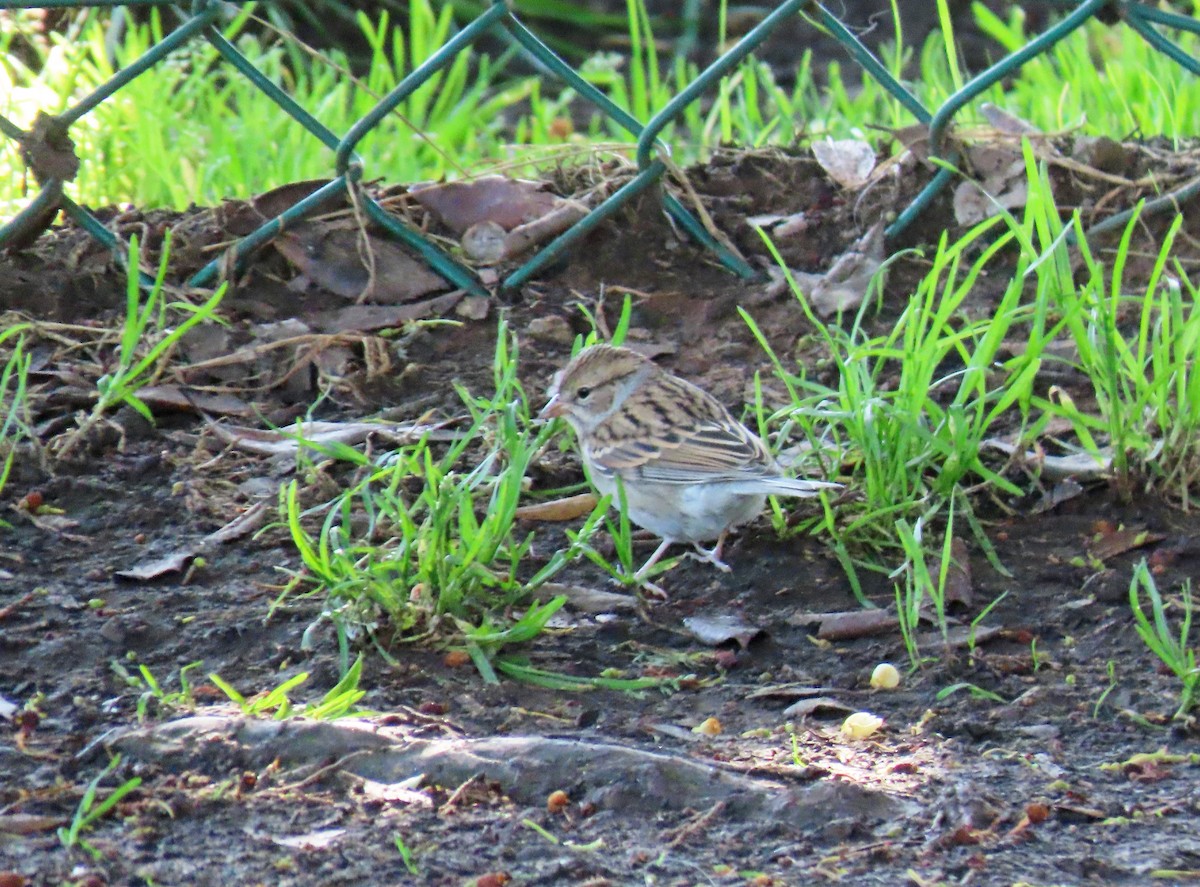 Chipping Sparrow - Tom Edell