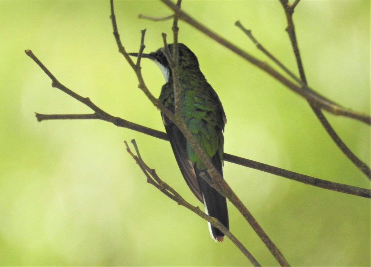kolibřík černouchý - ML373814171