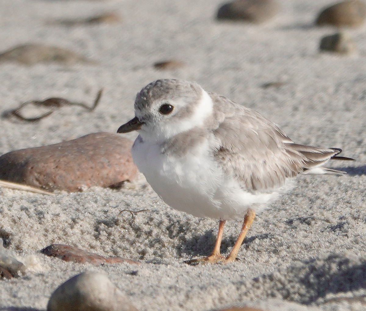 Piping Plover - ML373814281