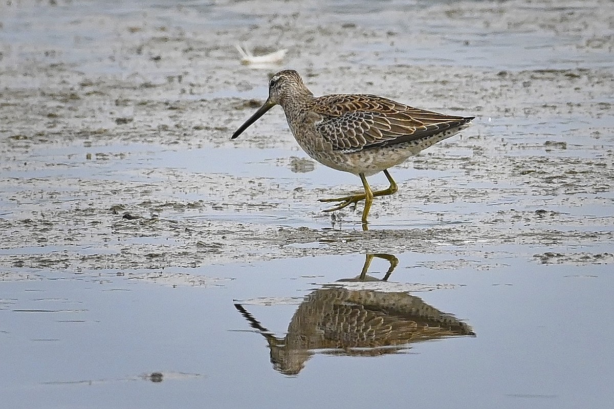 Long-billed Dowitcher - ML373816051