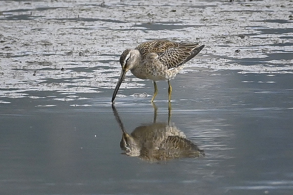 Long-billed Dowitcher - ML373816091
