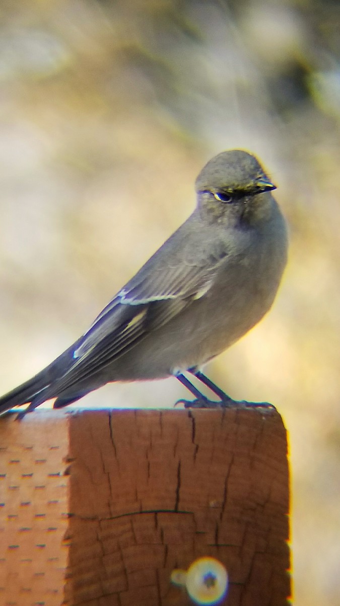 Townsend's Solitaire - ML373816401
