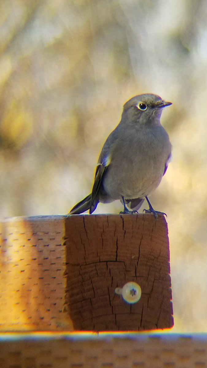 Townsend's Solitaire - ML373816561