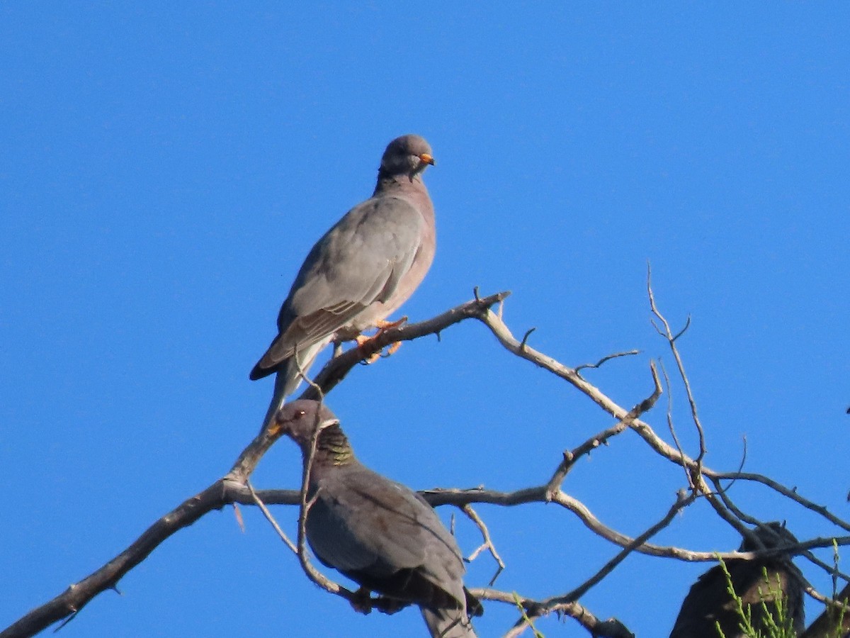 Band-tailed Pigeon - ML373817351