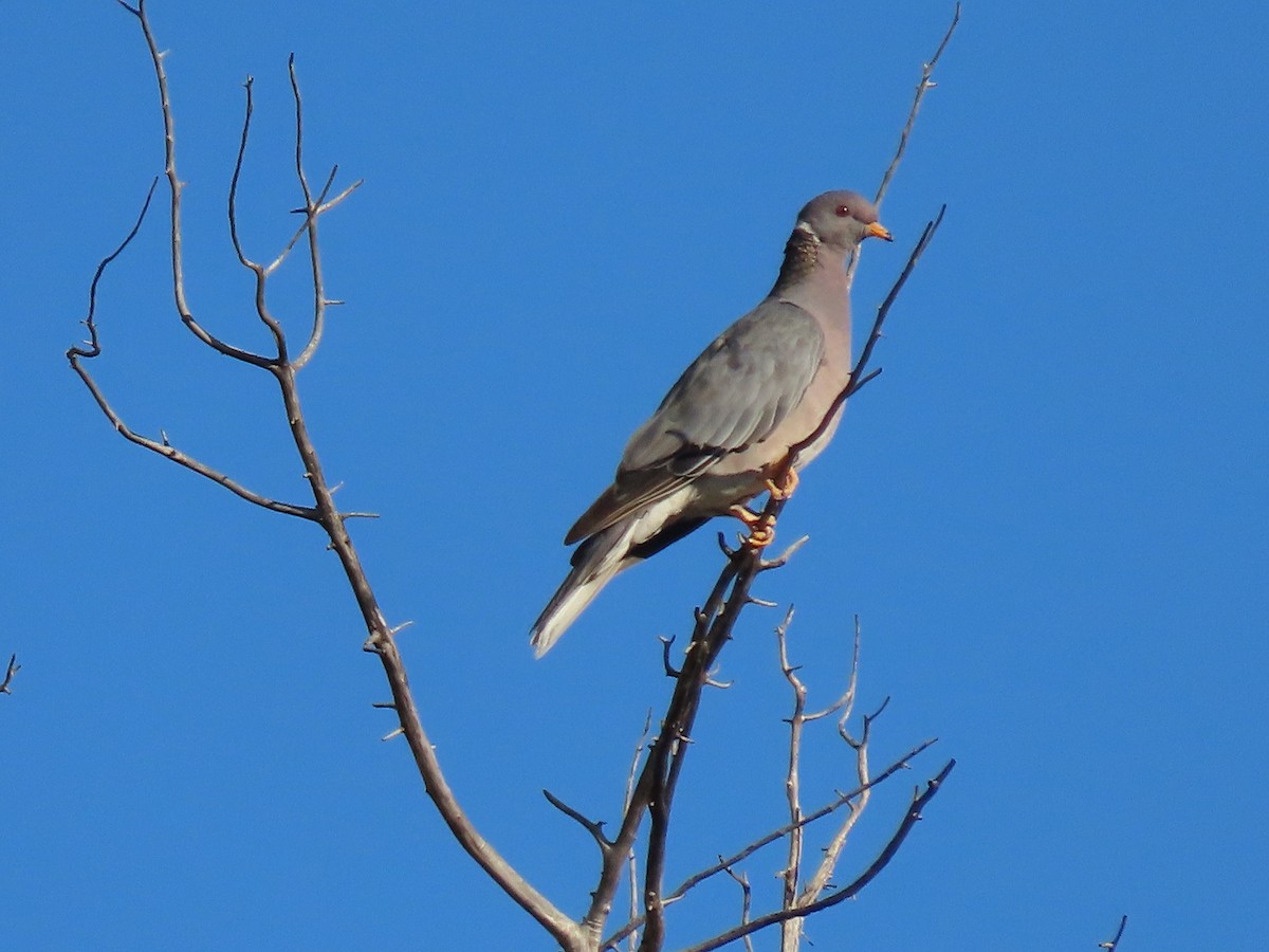 Band-tailed Pigeon - ML373817361