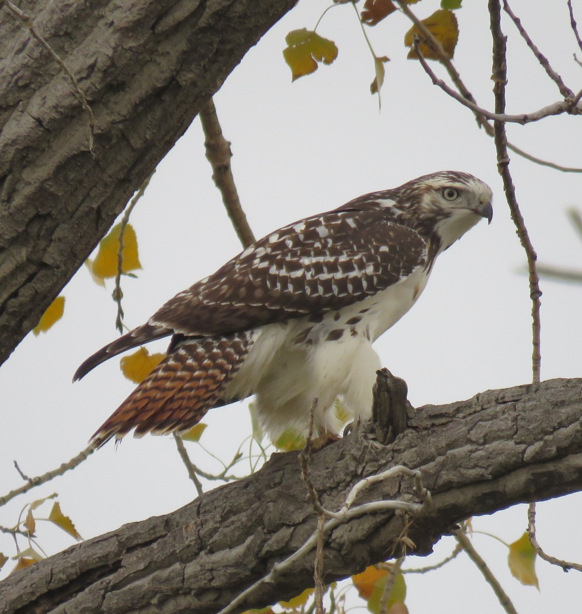 Red-tailed Hawk - ML37381771