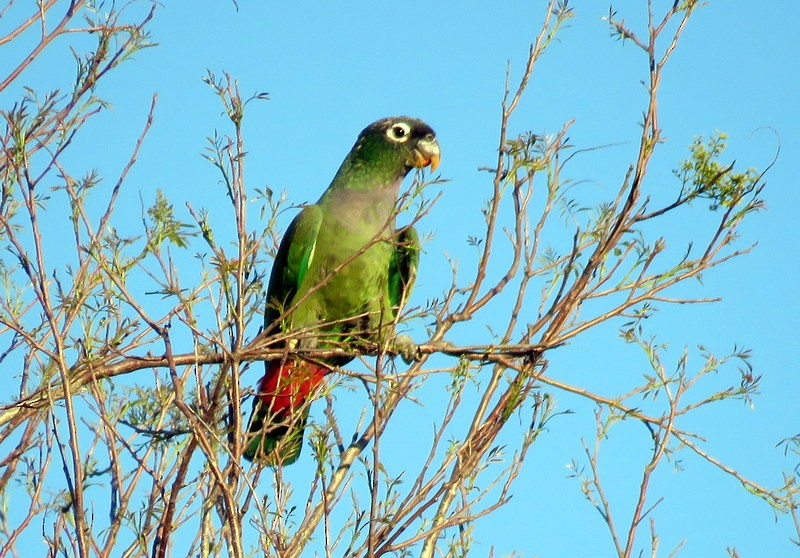Scaly-headed Parrot - ML373818311