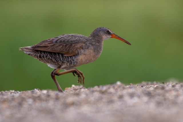 Clapper Rail Identification, All About Birds, Cornell Lab of Ornithology
