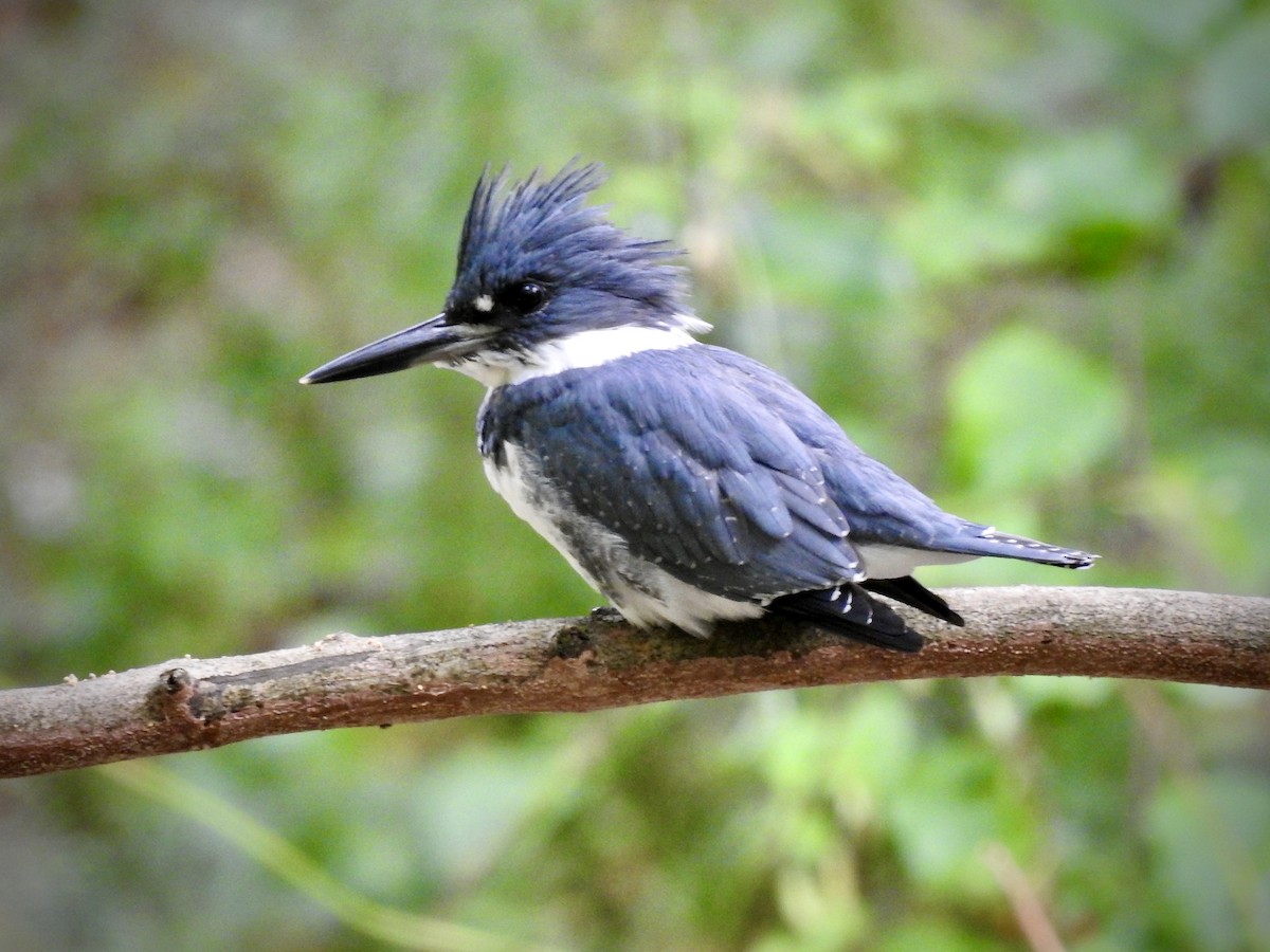 Belted Kingfisher - Laurie  Keefe