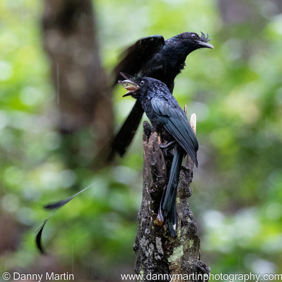 Greater Racket-tailed Drongo - ML373821141