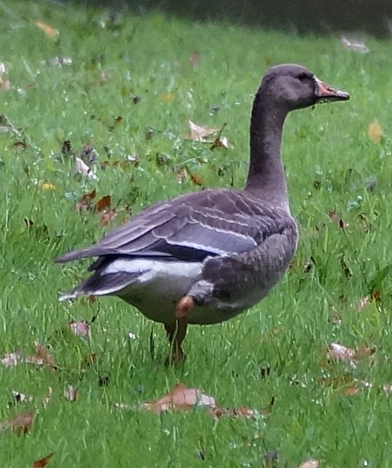 Greater White-fronted Goose - ML37382701
