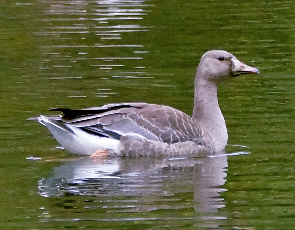 Greater White-fronted Goose - ML37382731