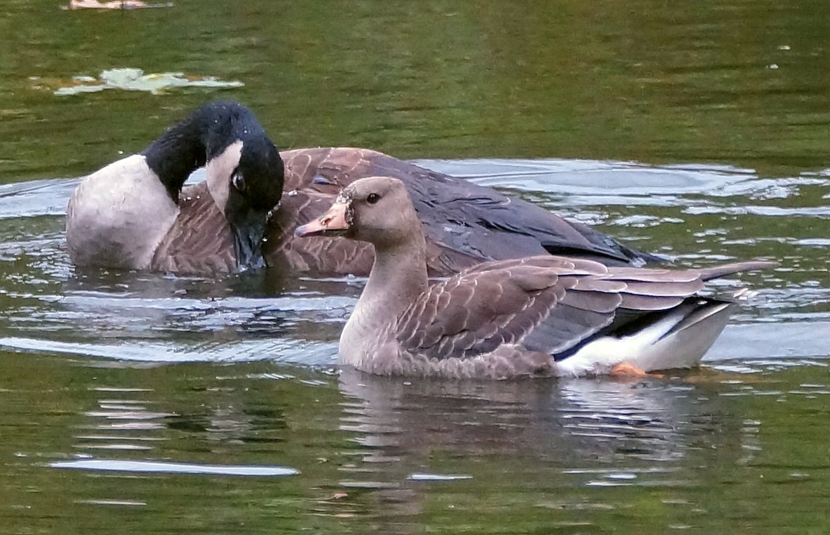 Greater White-fronted Goose - ML37382741