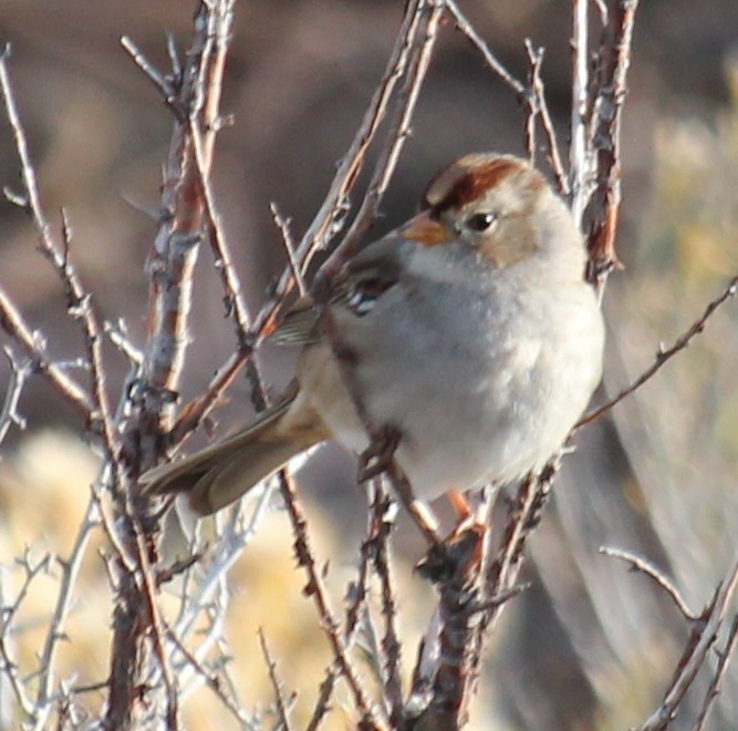 White-crowned Sparrow - Milton Vine