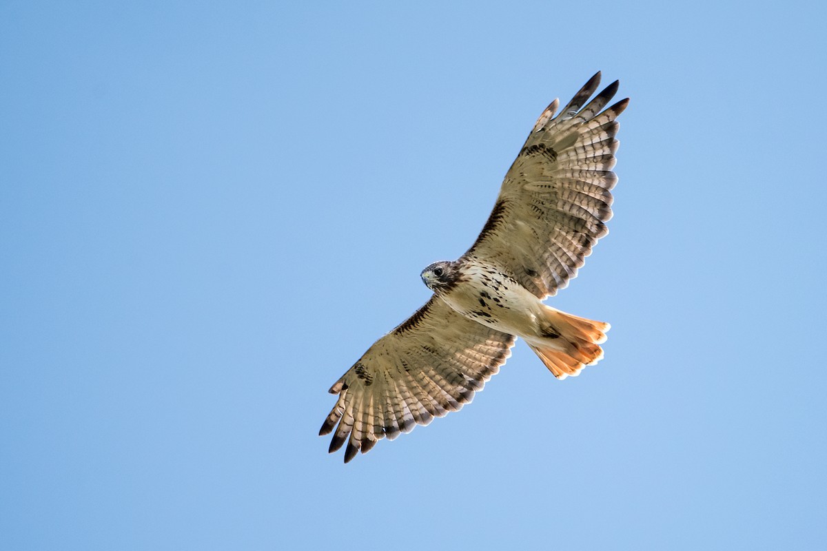 Red-tailed Hawk - ML373830821