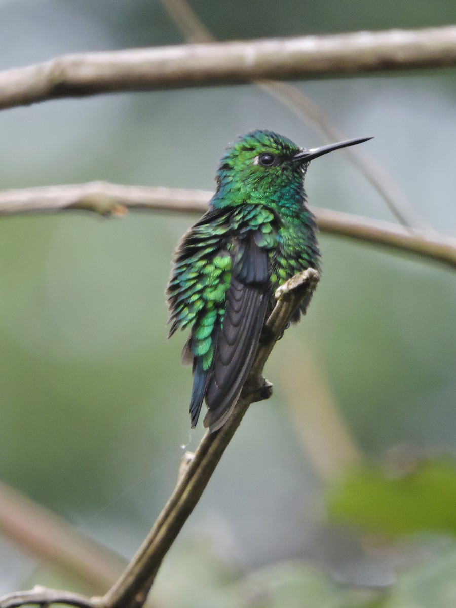 Blue-tailed Emerald - ML373838001